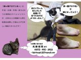 光療術院(ひかりりょうじゅついん)にゃんこ劇場