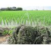 9/6【人は食べたもので、体が出来てます。】