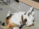 花火で週末はお目覚めです。