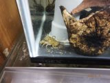 変なエビ