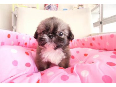 ミックス犬(シーズ×ペキニーズ)のミックス犬の男の子です!