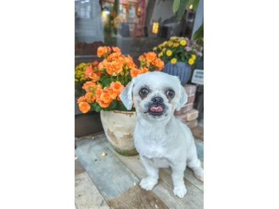 ニコちゃん