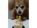 我が家のこうめは13才・・・一番の年長者やん!