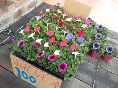 4/19 おはな~お花~Ohana♪♪