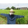 9/5『案山子さん登場』