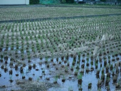 上川養鱒場たより 9月29日 朝