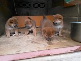 子犬達の成長には、おどろきます。