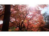 11月3日(火曜祝日)はお休み
