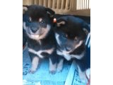 昨日掲載しました豆柴の子犬達は、お引渡しまで少し時間が掛かります。
