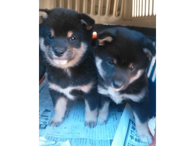 昨日掲載しました豆柴の子犬達は、お引渡しまで少し時間が掛かります。