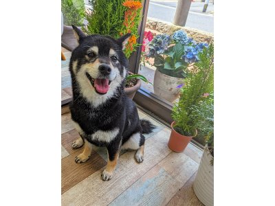 モモちゃん