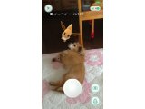 げっ・・・! とうとう我が家にもポケモン現る!