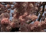 ナイスネーミング！春めき桜