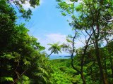 沖縄・西表島旅行「ジャングルトレッキングで滝巡り」