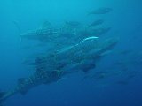 沖縄　ダイビング　迫力満点　ジンベイザメとダイビング
