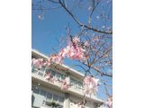都島区役所前の十月桜