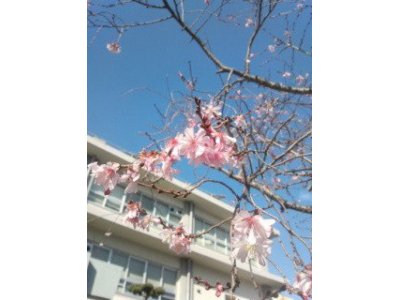 都島区役所前の十月桜