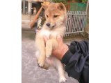 ただ今売り出し中の豆柴です、赤色で、男の子です。