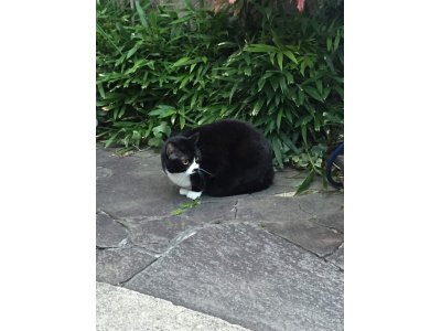 おはようございます。光療術院のはっぴぃ・みぃこです。