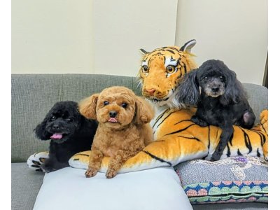 アロちゃん&チータくん&リリーちゃん
