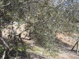 “オリーブの木の記念植樹”参加者募集！！