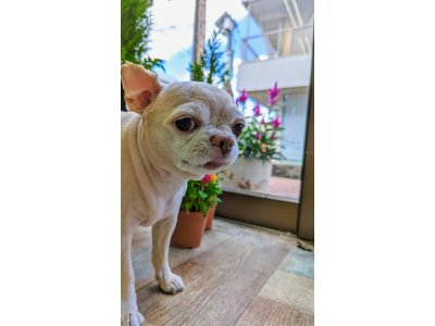 龍馬くん