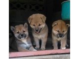 優ちゃんの子犬達も、こんなに可愛く成りました。