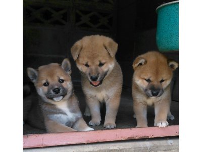 優ちゃんの子犬達も、こんなに可愛く成りました。