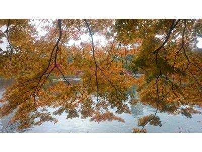 11月28日(土)はお休み
