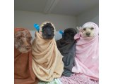 カイくん&アイちゃん&みかんちゃん&未来ちゃん