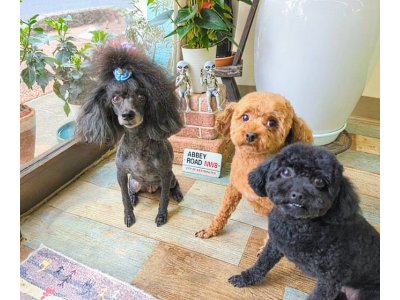 リリーちゃん＆チータくん＆アロちゃん