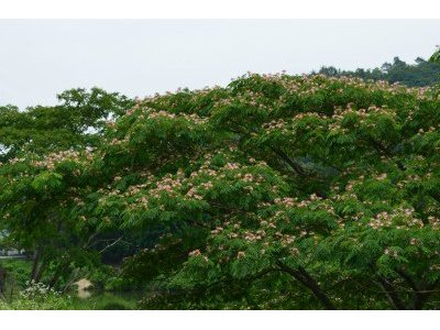 上川養鱒場たより 7月 6日 朝