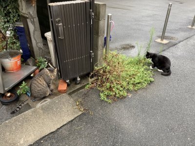 おはようございます。きょうもコロナと大雨に負けない元気な笑顔で頑張りましょう。