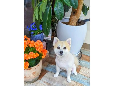 さくらちゃん