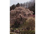 奈良へお花見♪　又兵衛桜がきれいでした♪