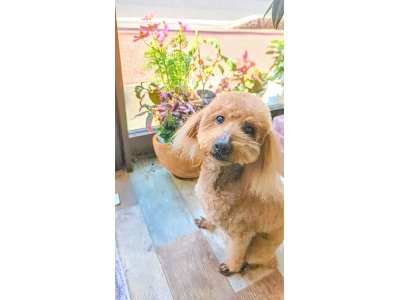 ゴンタくん