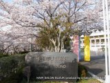花見(山崎川四季の道)