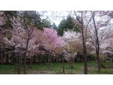 連休も終わり・・