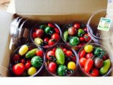 北海道枝幸町歌登、産地直送マウロノ地中海トマトシリーズ販売開始！