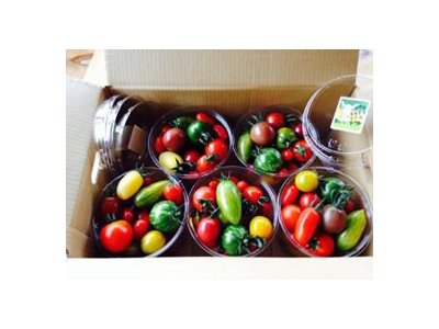 北海道枝幸町歌登、産地直送マウロノ地中海トマトシリーズ販売開始！