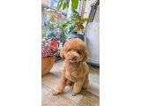 チャムちゃん
