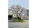桜満開　4月になりました