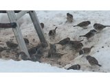 休日は