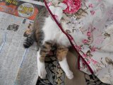 大変な天気でした。皆様の地方は大丈夫でしたか。新聞を尻に敷く魔王様。