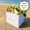 淡路島産規格外野菜ボックス - Lサイズ（4～5人向け）