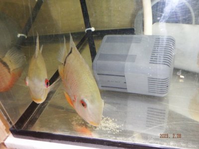 ペアで守ってます