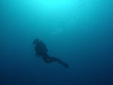沖縄　ダイビング　いい　しょうぐわっち　でーびる