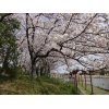 大池公園　満開の桜の樹の下でピクニックしました。13