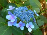 紫陽花