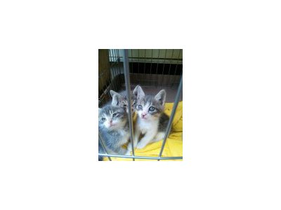 子ねこさんの成長①
